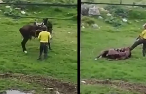 Presunto caso de maltrato animal en Funza