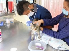 En Mosquera, gigantes en bienestar animal