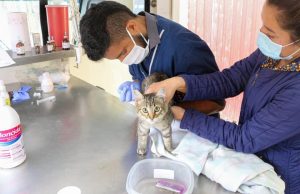 En Mosquera, gigantes en bienestar animal