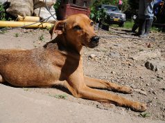 Disminuye el abandono de mascotas en Mosquera
