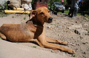 En Mosquera, se aplazan las jornadas de esterilización