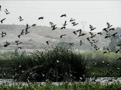 Habitantes de Mosquera denuncian la construcción de una malla que atenta contra el ecosistema