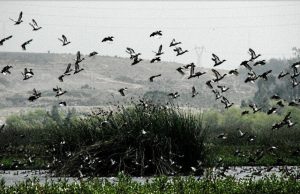 Habitantes de Mosquera denuncian la construcción de una malla que atenta contra el ecosistema