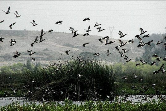 Habitantes de Mosquera denuncian la construcción de una malla que atenta contra el ecosistema