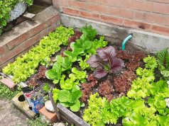 Programa de huertas caseras en Mosquera