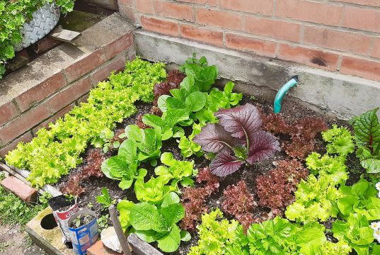 Programa de huertas caseras en Mosquera