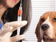 Jornadas de vacunación antirrábicas en Mosquera