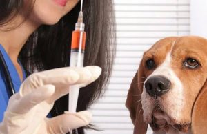 Jornadas de vacunación antirrábicas en Mosquera