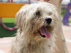 Campañas de esterilización en Funza