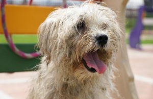 Campañas de esterilización en Funza