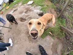 Madrid protege los derechos de los animales