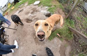 Madrid protege los derechos de los animales