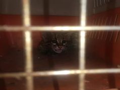 La Corporación Autónoma Regional de Cundinamarca, rescató a dos tigrillos en Guaduas