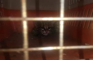 La Corporación Autónoma Regional de Cundinamarca, rescató a dos tigrillos en Guaduas