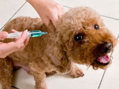 Gran jornada de vacunación de perros y gatos contra la rabia, en Cundinamarca