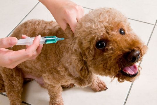 Gran jornada de vacunación de perros y gatos contra la rabia, en Cundinamarca