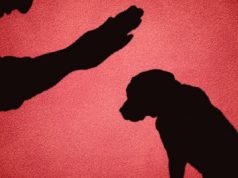 Condenan a un hombre a seis meses de cárcel por matar a un perro en Cáqueza, Cundinamarca