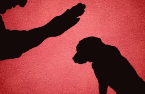 Condenan a un hombre a seis meses de cárcel por matar a un perro en Cáqueza, Cundinamarca