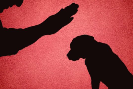 Condenan a un hombre a seis meses de cárcel por matar a un perro en Cáqueza, Cundinamarca