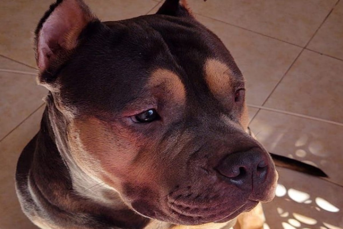 Superintendencia sanciona a EasyFly por la muerte de Homero