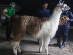 Animales en condición de sobreexplotación fueron rescatados