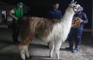 Animales en condición de sobreexplotación fueron rescatados