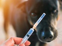 Jornada de vacunación antirrábica en Facatativá