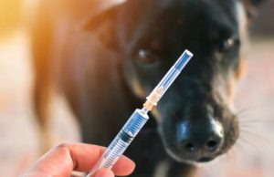 Jornada de vacunación antirrábica en Facatativá