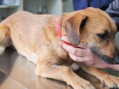 Jornada de vacunación antirrábica en Madrid