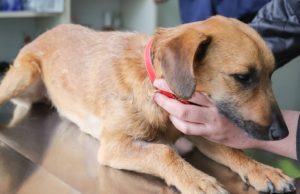 Jornada de vacunación antirrábica en Madrid