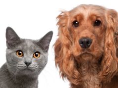 Jornada de atención médica veterinaria en Mosquera