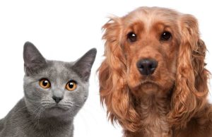 Jornada de atención médica veterinaria en Mosquera