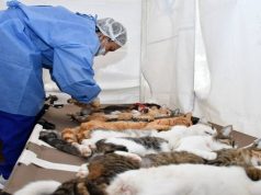 En Cundinamarca continúa la gira de bienestar animal