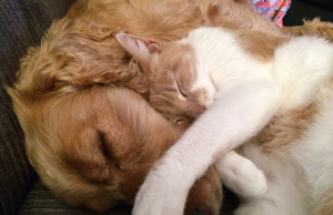 Jornada de vacunación antirrábica en Mosquera