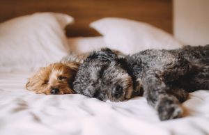 Conozca cómo puede salvar a su perro del moquillo