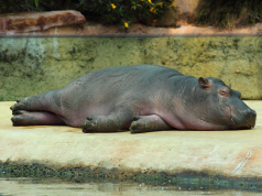 Hipopótamo de Pablo Escobar murió en terrible siniestro vial