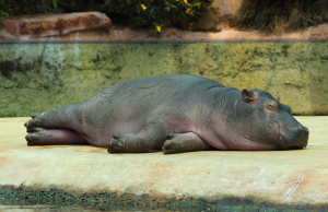 Hipopótamo de Pablo Escobar murió en terrible siniestro vial