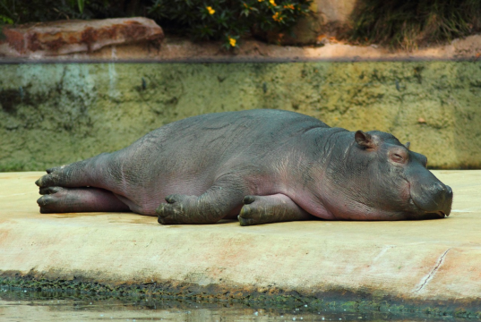 Hipopótamo de Pablo Escobar murió en terrible siniestro vial