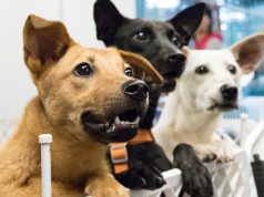 Jornada de adopción canina y felina en Madrid