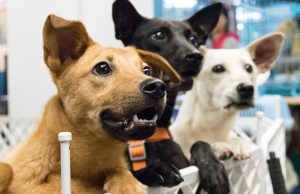 Jornada de adopción canina y felina en Madrid