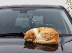 Hombre envenenó varios gatos en Madrid