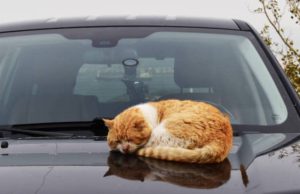 Hombre envenenó varios gatos en Madrid