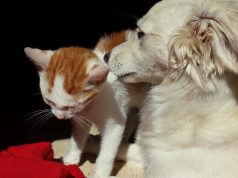 Jornada de atención médica veterinaria en Mosquera