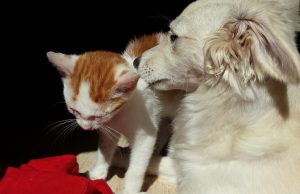 Jornada de atención médica veterinaria en Mosquera