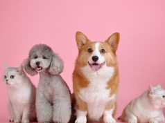 Participe de la jornada de adopción en Zipaquirá