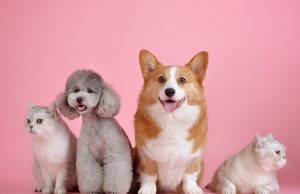 Participe de la jornada de adopción en Zipaquirá