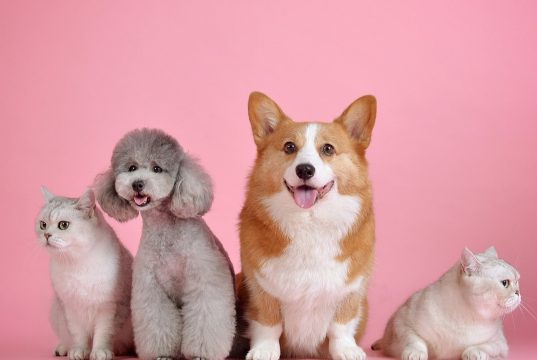 Participe de la jornada de adopción en Zipaquirá