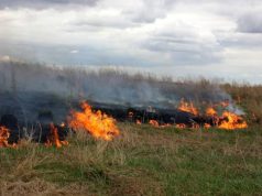 Denuncia: se estarían realizando quemas ilegales en Madrid
