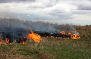 Denuncia: se estarían realizando quemas ilegales en Madrid