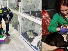 Policía presuntamente le disparó a un perro en Bogotá